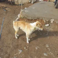 سگ واگذاری کاملا ریگان