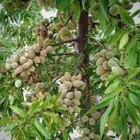 تولید و فروش ارقام دیمی بدون نیاز به آب|خدمات باغبانی و درختکاری|قزوین, |دیوار