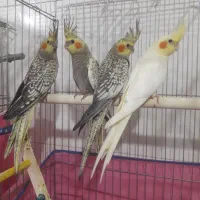 عروس هلندی جوان