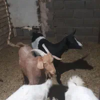 دو عدد کره نر و ماده