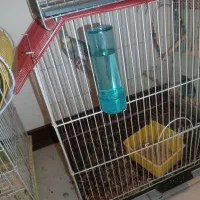 عروس هلندی جفت مولد|پرنده|اندیشه, اندیشه فاز ۱|دیوار