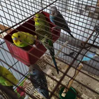 ۶ عدد مرغ عشق