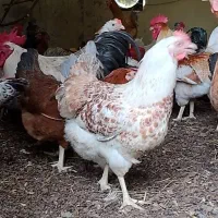 فروش جوجه گلپایگان