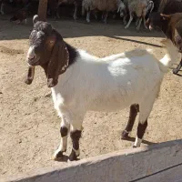 بز نز|حیوانات مزرعه|نمین, |دیوار