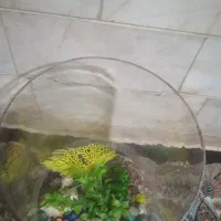 اکواریوم دایره سالم سالم|ماهی|ملایر, |دیوار