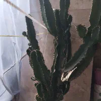 کاکتوس دکوری کلکسیونی