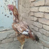 خروس لاری ابرش