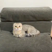 بچه گربه اسکاتیش ماده بلک گلد ny11