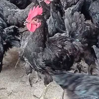 خروس استرالوپ