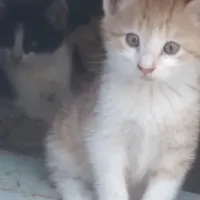 چهار تا بچه گربه دو ماهه رایگان..فک کنم نر باشن|گربه|سبزوار, طبرسی (جعفرآباد)|دیوار