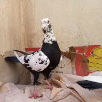 گراف سوسکی  پلنگ|پرنده|مشهد, کوشش|دیوار