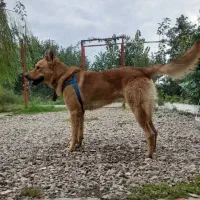 سگ ژرمن نر|سگ|شفت, |دیوار