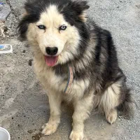 سگ هاسکی ماده