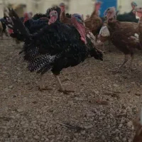 فروش بوقلمون کلی و جزئی|حیوانات مزرعه|همدان, |دیوار