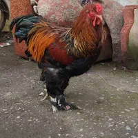 برهما پارتریچ|حیوانات مزرعه|آستانه اشرفیه, |دیوار