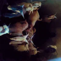 ده جفت چپش نر|حیوانات مزرعه|دورود, |دیوار