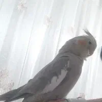 عروس هلندی کاملا دستی و سالم|پرنده|مشهد, هدایت|دیوار