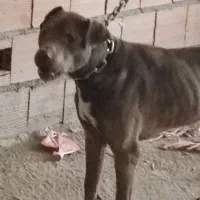 سگ پیتبول|سگ|گرگان, |دیوار