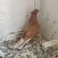 زرد دم سفید نر کاکلی