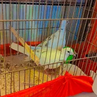 کبوتر خانگی