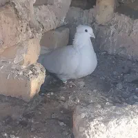 سفید کاکلی|پرنده|عطاملک, |دیوار