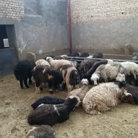 قصاب گوسفند زنده موجود گوسفند از هرنوعهس