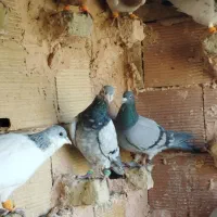 13کفتر بوم|پرنده|سبزوار, کراب|دیوار