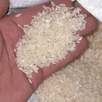 برنج کامفیروزی