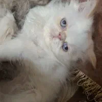 پرشین هیمالین رد پوینت ماده|گربه|تبریز, |دیوار