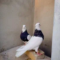 جفت طوقی زرین الماسی عتیقه درشت|پرنده|مشهد, ایثار|دیوار