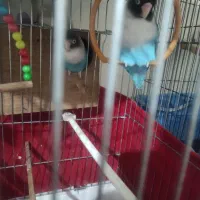 طوطی برزیلی