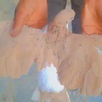 کفتر جفتگاه|پرنده|گلبهار, نوبهار|دیوار