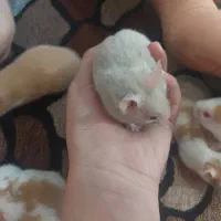 همستر های بامزه|موش و خرگوش|شیراز, دشت چنار|دیوار