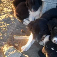 توله سگ نگهبان