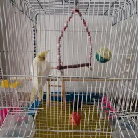 عروس هلندی