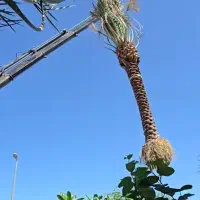 بهترین انواع نخل خرما ارسال و خرید