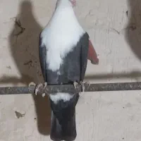 ۱۳ تا کبوتر رنگه المانی