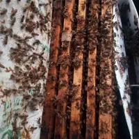 فروش کندو با زنبور  و کندو خالی|حیوانات مزرعه|شبستر, |دیوار