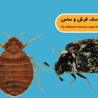 خدمات سمپاشی در پردیس|خدمات نظافت|بومهن, |دیوار