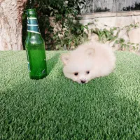 سگ پامر خرسی سایز ریز توله سفید (پامرانین)|سگ|قائمشهر, |دیوار