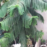 کاج مطبق سرحال|گل و گیاه طبیعی|رشت, آب و برق|دیوار