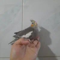جوجه عروس هلندی