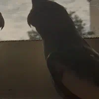 عروس هلندی ماده دارچینی|پرنده|لاهیجان, گلستان|دیوار