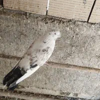 کفتر پرشی|حیوانات|قرچک, داوود آباد|دیوار