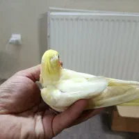 عروس هلندی لوتینو سه ماهه|پرنده|اسلام‌شهر, شهرک مفیدی|دیوار