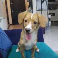 واگذار سگ اشپیتز