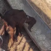 کره شیرخوره