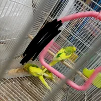 مرغ‌عشق‌دانه‌صد|پرنده|مشهد, شهید علی محمدی|دیوار