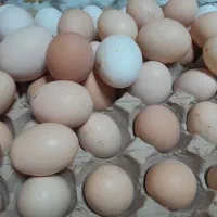 تخم مرغ خانگی