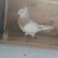 کفتر
